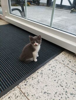 Katzenbaby NWK und Siam Mischling - Wesseling