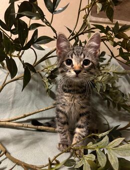 Süße Katzenbabys (12 Wochen) – zwei Kater abzugeben 🐾 - Dortmund Scharnhorst