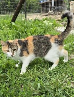 Zutrauliche Katze Venus - Kallmünz