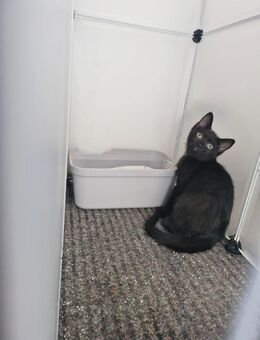 Süßer schwarzer Kater abzugeben 🐾 - Bochum