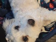 Malteser Bichon Mix - Recke