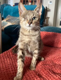 Spielfreudiger und niedlicher PATCH! - Geilenkirchen