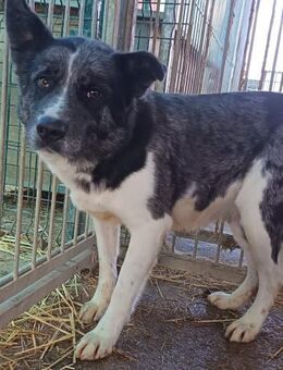 Izzy sucht ihre Familie - Olsberg