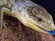 Suche blauzungenskink - Duisburg