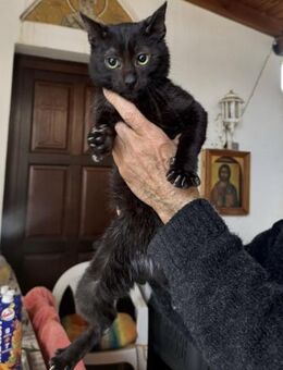 Blacky aus dem Tierschutz - Grevenbroich