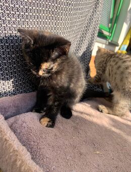 Zuckersüße Samtpfoten - Berlin Reinickendorf