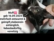 Kuschelbohne sucht Kuschelkissen - Greußen