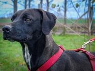 Knox sucht seine Familie - Nordwalde