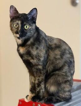 Wirbelwind Salsa sucht ein Zuhause - Bergheim (Nordrhein-Westfalen)