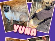 Süße Yuna- bald auf Pflegestelle! - Nürnberg