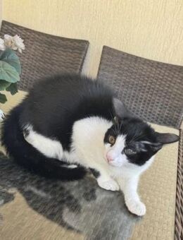 Friendly 🐾 der Name ist Programm - Kirchheim (München)