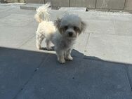 Schöner Malteser Hund 🐶 - Windeck