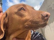 Laika-Vizsla Mix Schönheit sucht Zuhause - Overath