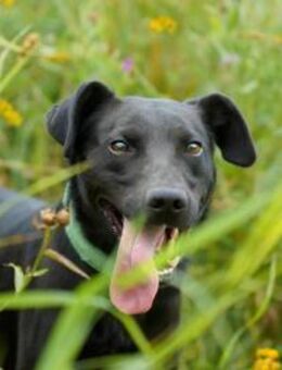 SOLOMON - Fröhlich und agil - Augsburg