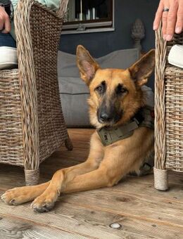 Weihnachtswunder für Tommy? - München