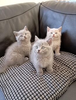 Vier wunderschöne BKH BLH Kitten in Grau Blue (zwei Weibchen sind noch da) - Bergisch Gladbach