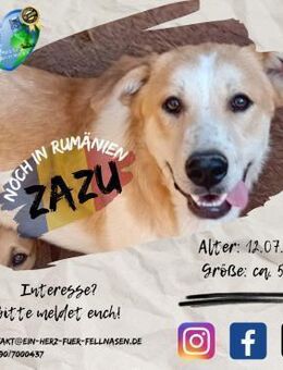 ZAZU - bereit für ein Für-Immer-Zuhause - Waakirchen