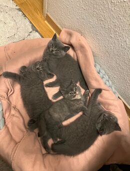 Bkh kitten ♥️ 2 Mädchen 2 Jungs noch übrig - Garbsen