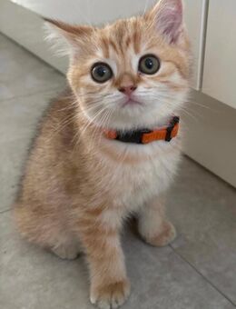 Bkh kitten (1weibchen übrig) - Hamm