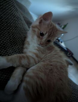 Zuckersüße BLH-Kitten – liebevoll aufgezogen, super verschmust! - Drolshagen