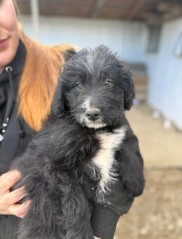 Kleine Pillow sucht sein Glück - Chemnitz