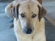 Johnny sucht seine Familie - Berlin