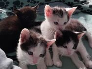 Kitten suchen ein liebevolles Zuhause - Gelsenkirchen