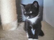 Schwarzes MaineCoon Kitten mit weißem Kragen abzugeben - Mainz
