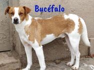 Bucéfalo zärtlicher kleiner Rüde 12/22 - Ruppertsecken