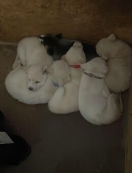 Husky Mischlingswelpen - Lengfeld