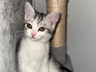 Europäische Kurzhaarmix kitten - Berlin