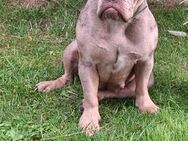 Bulldogge Welpen - Wadersloh