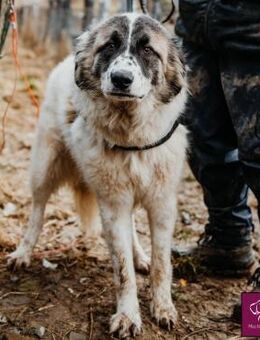 Freckles ist einfach zum verlieben😍 - Spenge