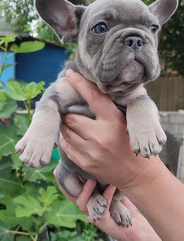 Welpen Französische Bulldogge - Frankfurt (Main) Rödelheim