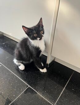 Kitten in liebevolle Hände abzugeben - Schüttorf Suddendorf