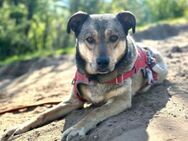 Mokka ist ein verschmuster Seelenhund! - Karben