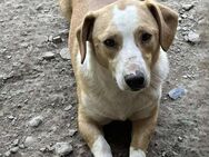 IBRA Streetdog mit großem Herz 💛 - Wettenberg