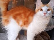Maine coon kitten - Reinsdorf (Thüringen)