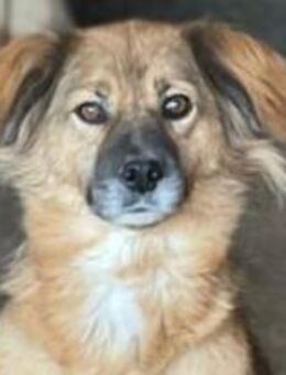 Robbie - Der Einfühlsame 🐾 - Elsdorf (Nordrhein-Westfalen)