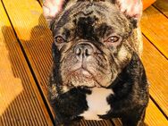 Französische Bulldogge in gute Hände - Berlin Treptow-Köpenick