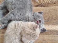 Britisch Kurzhaar Kitten Bkh - Reddelich