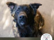 Dobby: Ein liebenswerter Junghund - Kirchzell