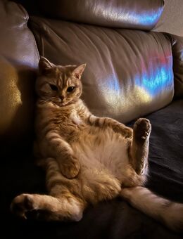 Flauschiger Couchpotato sucht neues Personal! - Alzenau