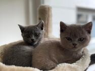 BKH Kitten Lilac und Blue - Bielefeld