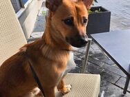 Liebevolles Zuhause gesucht für Benny - Gangelt