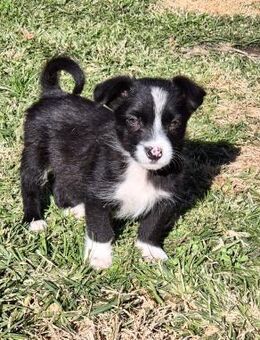 PEPPER - Spielbär sucht eine Familie - Erfurt