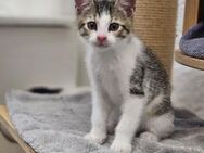 Felina - Schmusebacke auf Wohnungssuche - Garbsen