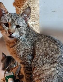 Verspielter Kater Barlas - Rambin