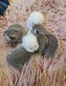 5 verschmuste BKH Kitten - Ravensburg Zentrum