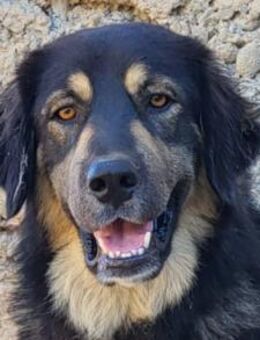 Aramis 💗 wartet in 31812 Bad Pyrmont - Hamburg